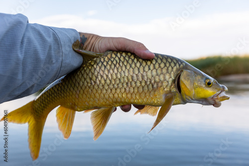 carp fishing catch and release