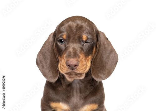 Fototapeta Naklejka Na Ścianę i Meble -  Funny winking Dachshund puppy dog portrait isolated on white studio background
