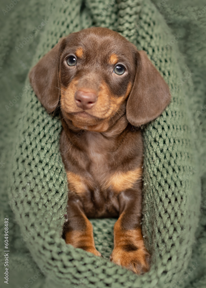 Peeking dachshund puppy dog in green blanket