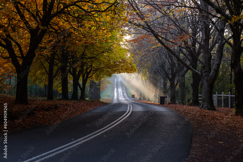 Fototapeta premium Beautiful sunlight rays through autumn trees on the road.