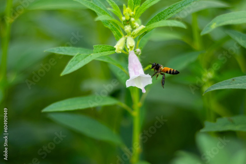Bees and other insects are collecting honey from the flower. Sesame green plant