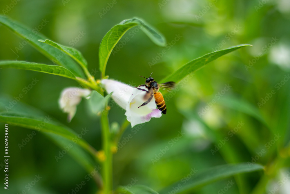 Insects and Bees are collecting honey from the flower, Pedaliaceae plant Insects and Bees are collecting honey from the flower, Pedaliaceae plant