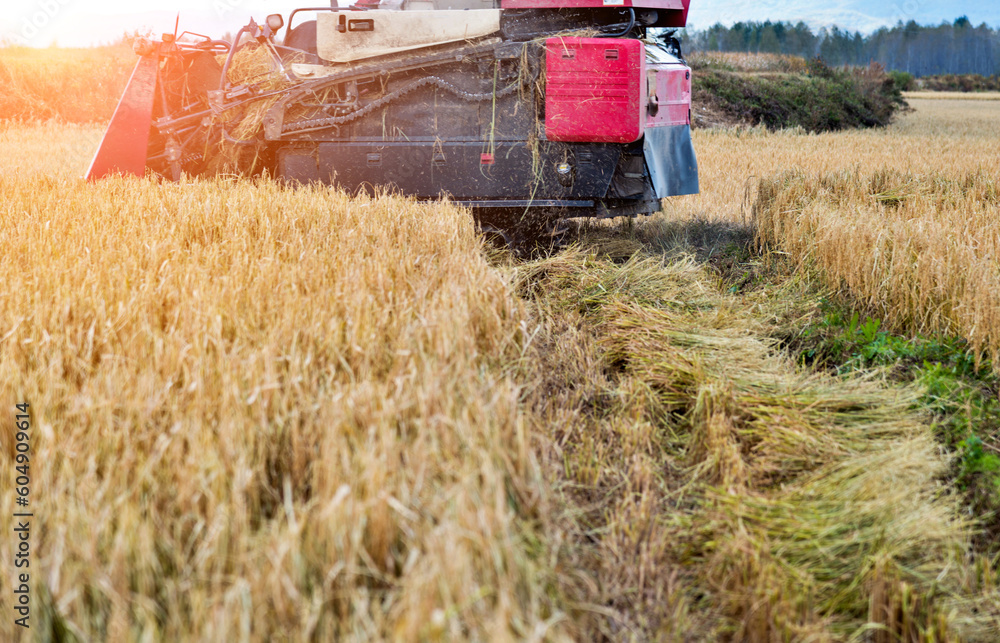 Fototapeta premium Harvester machine working in harvest rice field