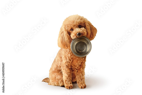 Toy poodle with empty bowl and - Concept of dog food nutrition and diet © calypso77
