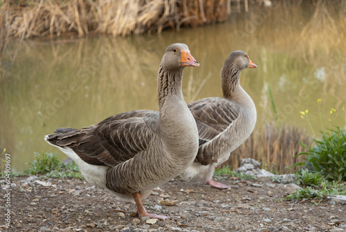 goose, duck, animal, white, lake, nature, wild, bird