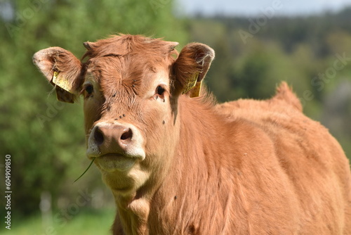 Obraz na płótnie Limousin Jungrind w salonie