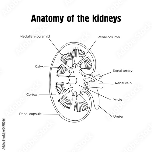 Anatomy of the kidneys. Urinary system. 