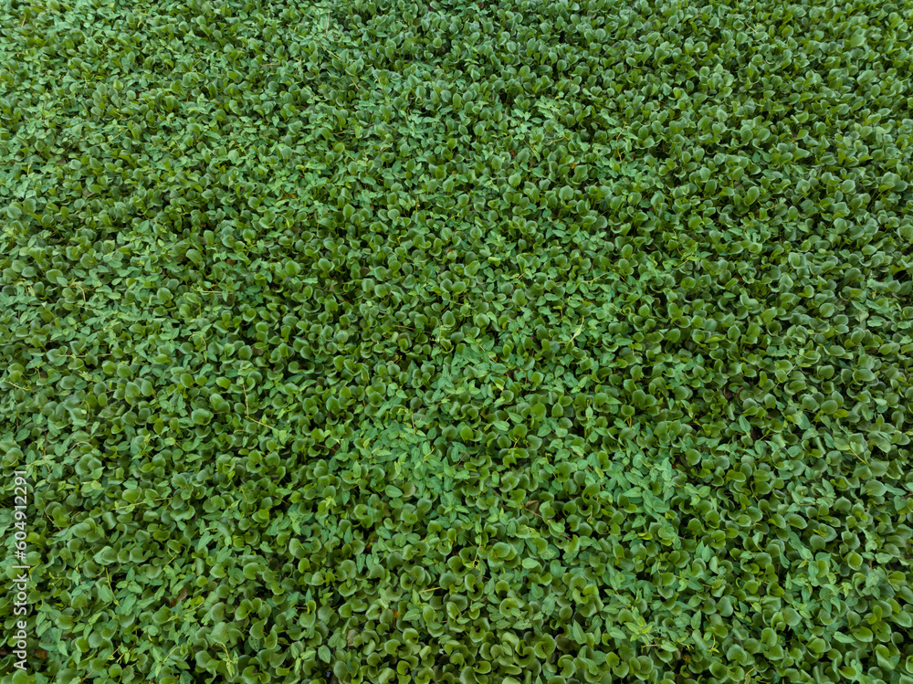 Green water hyacinth in pond Green water hyacinth in pond