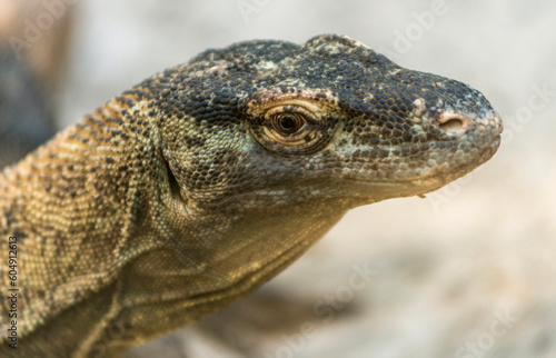 Varan au zoo de Beauval  Loir-et-Cher  France