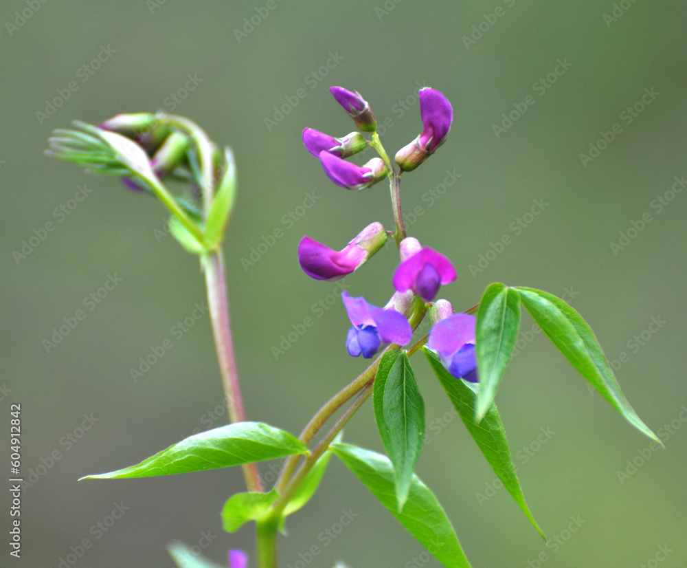 Lathyrus vernus blooms in spring in the forest Lathyrus vernus blooms in spring in the forest