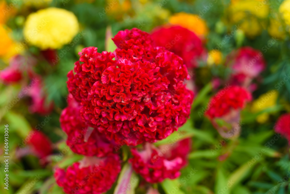 Red Celosia cristata flower growing in Da Lat Vietnam Red Celosia cristata flower growing in Da Lat Vietnam