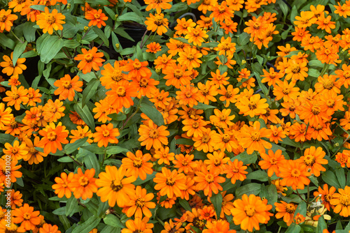 Zinnia angustifolia or narrowleaf zinnia growing in vietnam photo