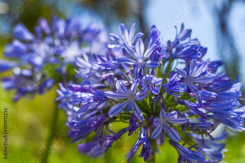 Agapanthus africanus or the African lily growing in Da Lat Vietnam