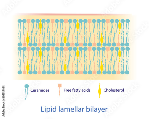 Lipid lamellar bilayer diagram vector on white background. The lipid components mostly consist of ceramides, free fatty acids, and cholesterol, which are arranged into lipid lamellar bilayers.