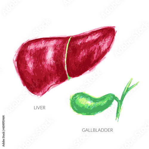 Human liver and gallbladder illustration