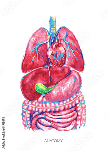 Human anatomy illustration. Internal organs colorful sketch.
