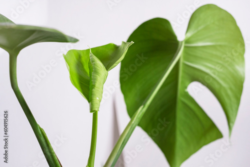 Beautiful young leaf of monstera on light background. Minimalism concept.