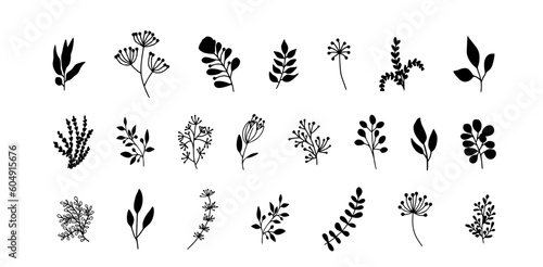 Bundle of detailed botanical drawings of blooming wild flowers. Black and white doodle blossom. Decorative floral elements set. Vector illustration