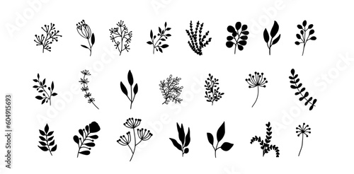 Bundle of detailed botanical drawings of blooming wild flowers. Black and white doodle blossom. Decorative floral elements set. Vector illustration