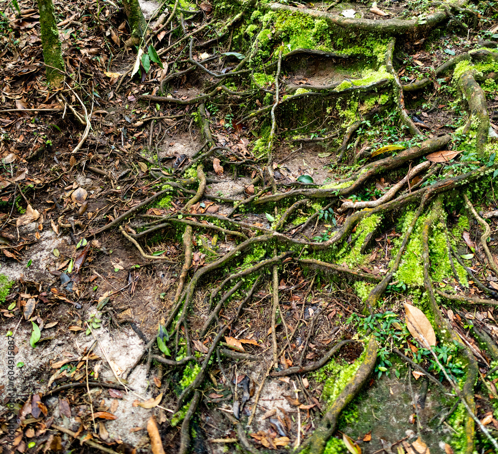 Semi-exposed roots of a tree crawling through a substrate of moss and earth. Underground vegetative organ of higher vascular plants, growing to unlimited length. Semi-exposed roots of a tree crawling through a substrate of moss and earth. Underground vegetative organ of higher vascular plants, growing to unlimited length.