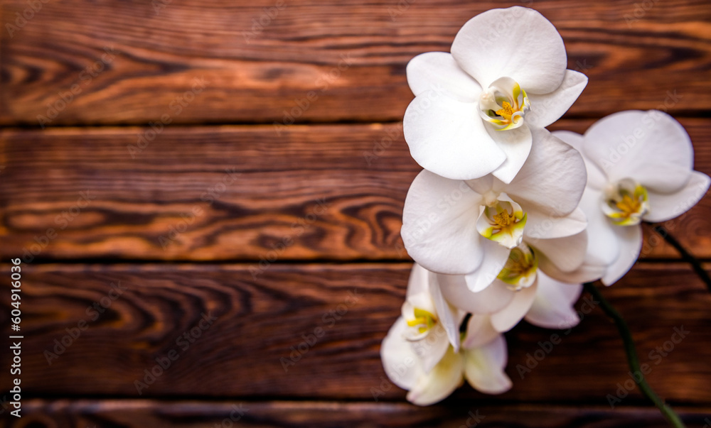A branch of white orchids on a brown wooden background A branch of white orchids on a brown wooden background
