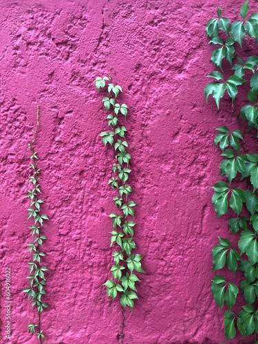 Wall with ivy / Virginia creeper in Berlin