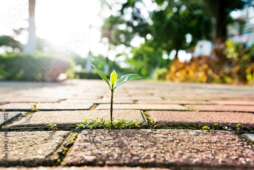 Fototapeta Naklejka Na Ścianę i Meble -  Small plant growing on cracked street