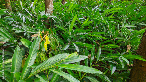 Photography close up of green cardamom plant