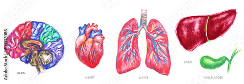 Human anatomy illustration. Internal organs colorful sketch.
