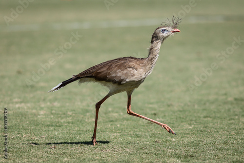 Seriema na Arena Vera Cruz  campo do Betim Futebol em Betim no dia 20 de maio de 2023. 