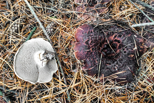 Sarcodon Imbricatus mushroom close-up. photo