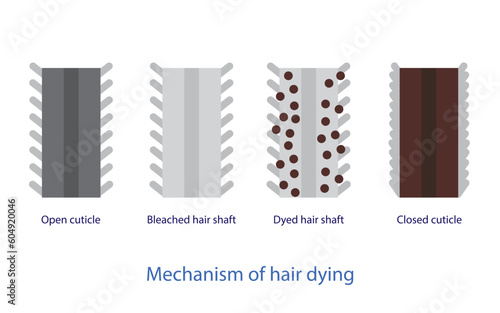 Mechanism of hair dying vector isolated on white background. Cross section of hair dye science, open cuticle, bleached hair shaft, dyed hair shaft and closed cuticle. Hair color anatomy concept.