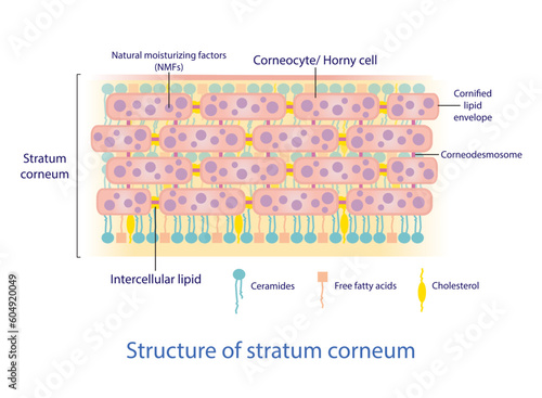 Structure of stratum corneum vector on white background. Bricks and Mortar structure. Intercellular stratum corneum physiological lipids. Skin care concept illustration.