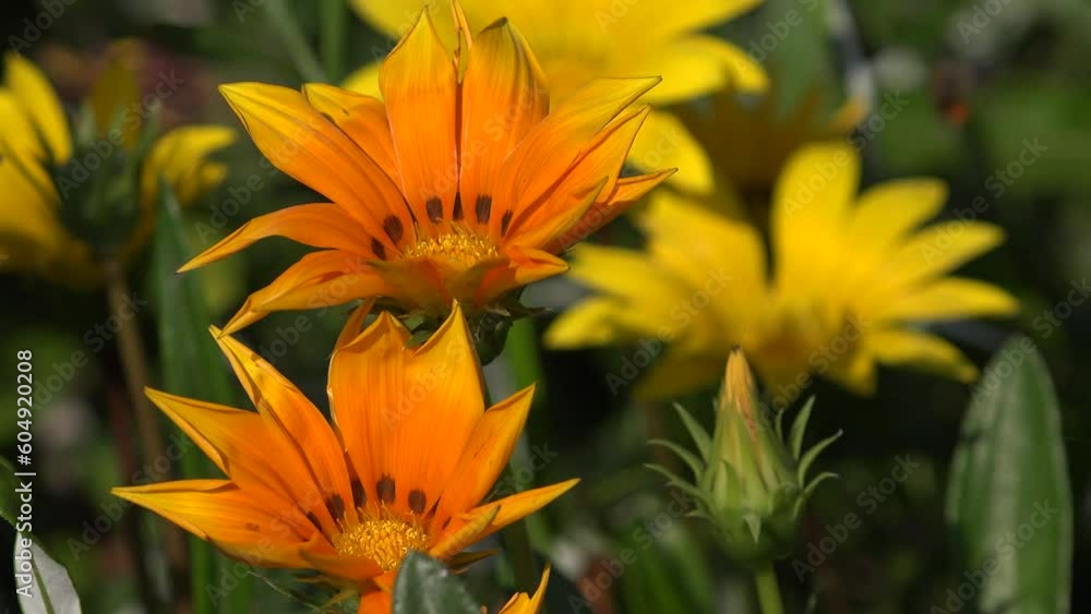 4K Bee, Bumble on Chrysanthemum Flower Field, Gathering Pollen in Garden, Macro