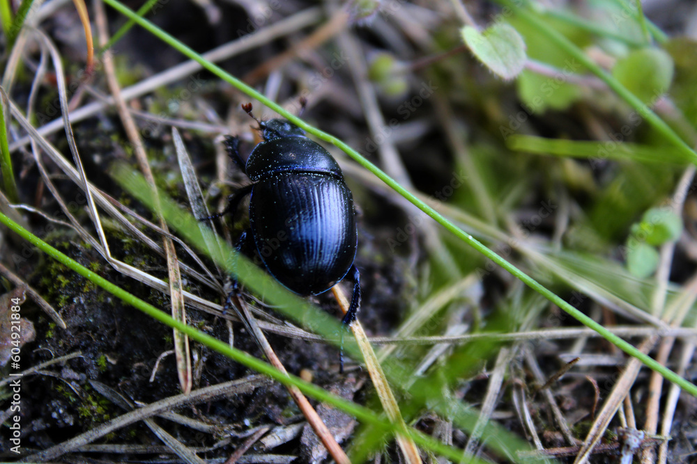 Creeping black and blue dung beetle close-up Creeping black and blue dung beetle close-up