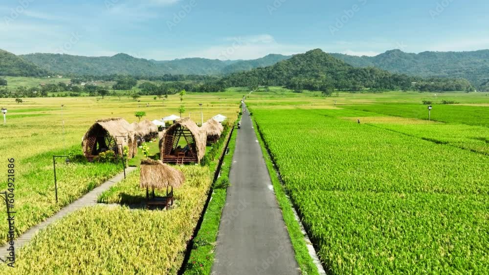 Aerial View of Rice Fields Ready to Harvest in Geblek Menoreh, Indonesia Aerial View of Rice Fields Ready to Harvest in Geblek Menoreh, Indonesia