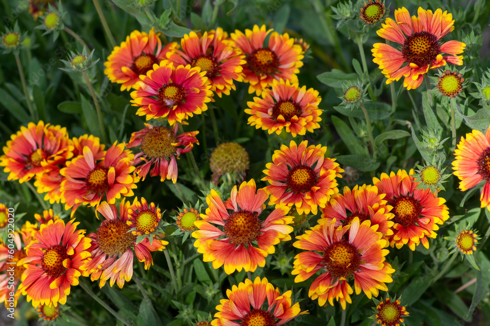 Gaillardia aristata red yellow flower in bloom, common blanketflower flowering plant, group of petal flowers
