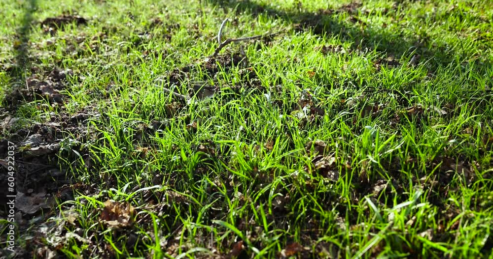 sunny green grass and small yellow flowers in the forest, fresh grass and flowers in the spring season in the forest sunny green grass and small yellow flowers in the forest, fresh grass and flowers in the spring season in the forest