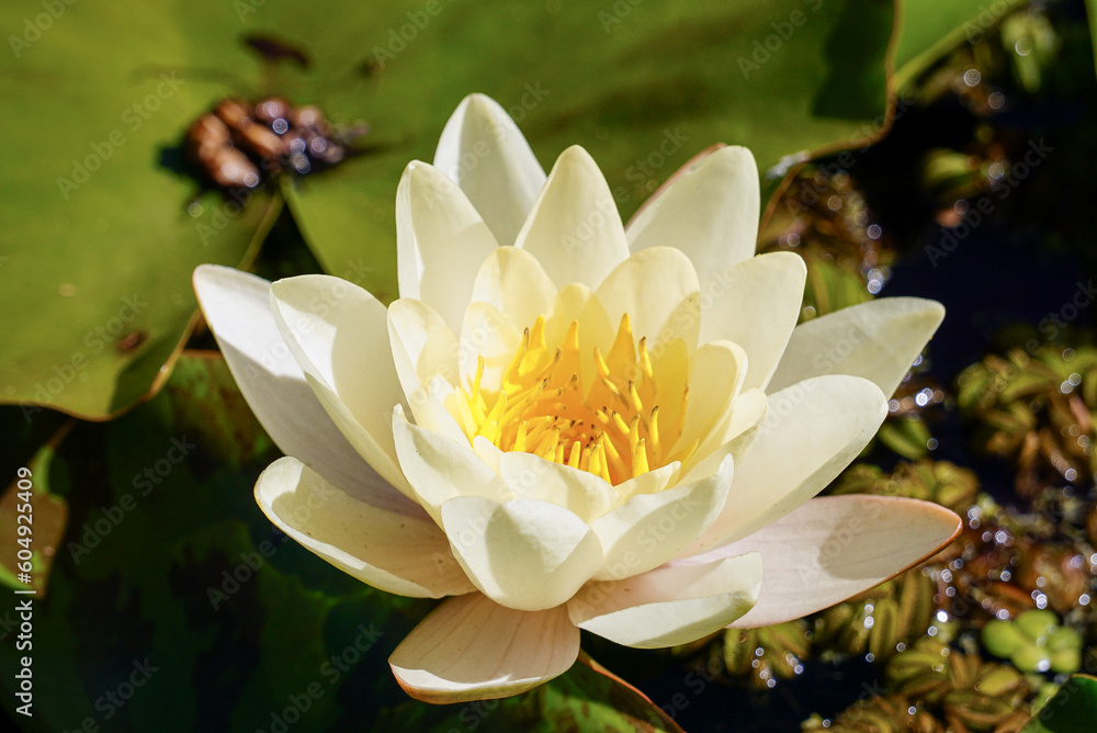 white water lily white water lily