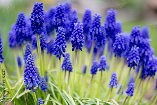 Blue Muscari in a garden bed. Close-up.