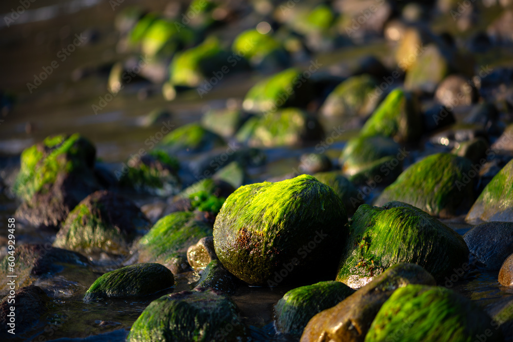 Rocks and pebbles on a tropical beach in the Caribbean sea. Surf water motion with longtime exposure showing flowing streams and rivulets. Natural background with low contrasting evening sun light. Rocks and pebbles on a tropical beach in the Caribbean sea. Surf water motion with longtime exposure showing flowing streams and rivulets. Natural background with low contrasting evening sun light.