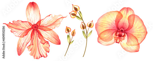 watercolor illustration tropical flowers with transparent petals