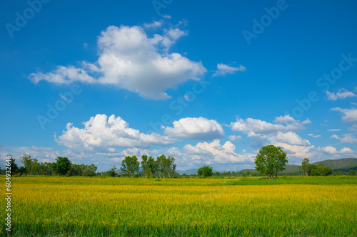 Summer Landscape - Saturated view of rice fields and meadows