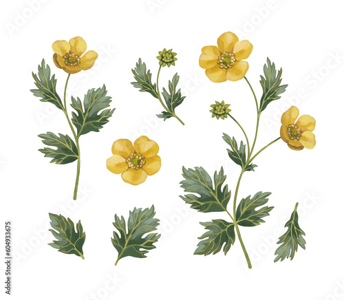 Hand painted illustrations of buttercup flowers. Cottegecore print. Perfect for posters, cards, apparel, home textile, packaging design, stationery and other goods