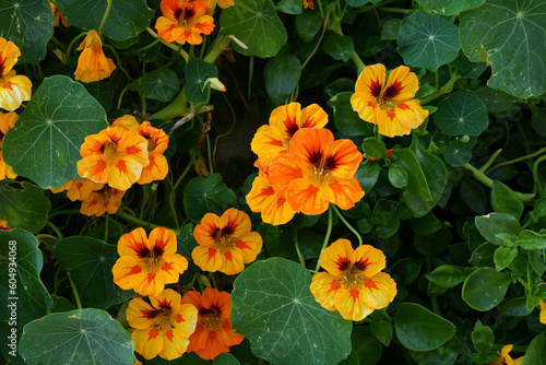 Wallpaper Mural A blossoming of plants in a small village in the province of Benevento, Italy. Torontodigital.ca