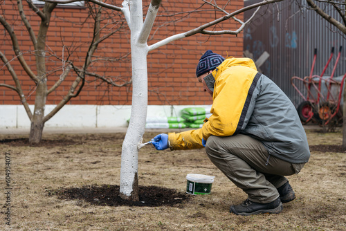 Early spring, farmer covering the tree with white paint to protect against rodents, spring garden work, whitewashed trees. Gardening and people concept
