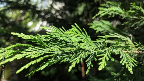 The branch of the coniferous plant thuja, begins to grow in the spring on a sunny day