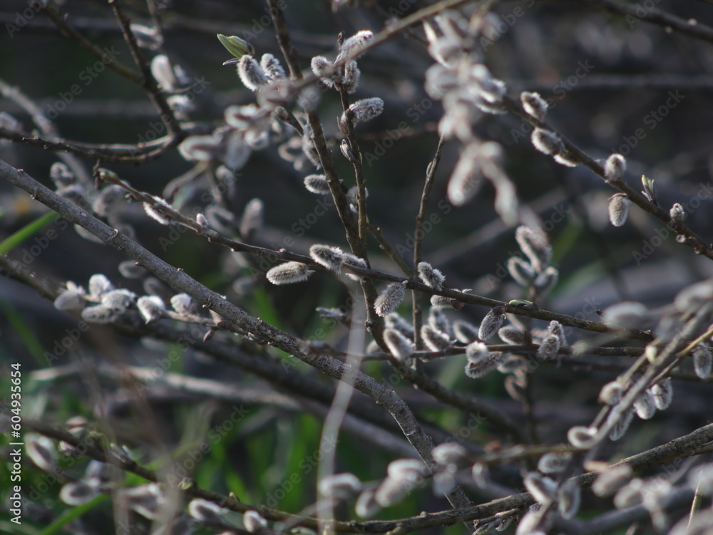 Fluffy willow buds on a blurry background Fluffy willow buds on a blurry background