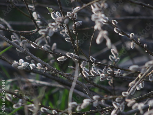 Fluffy willow buds on a blurry background