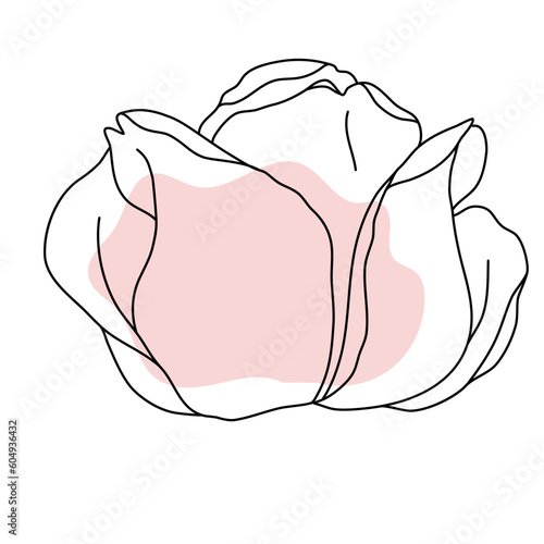 Rose flower bud line art with pink shape. Hand drawn realistic detailed vector illustration. Black and white clipart.